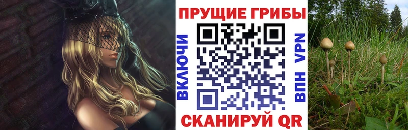купить наркотики цена  Чаплыгин  Псилоцибиновые грибы Psilocybine cubensis 